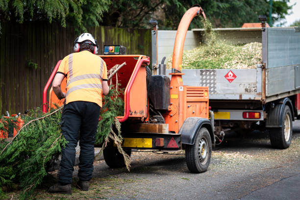 Salton City, CA Tree Care Services Company