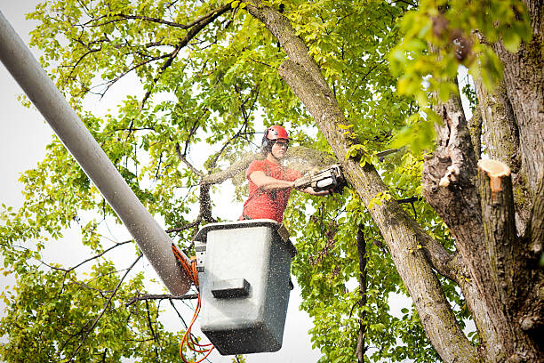 How Our Tree Care Process Works  in  Salton City, CA